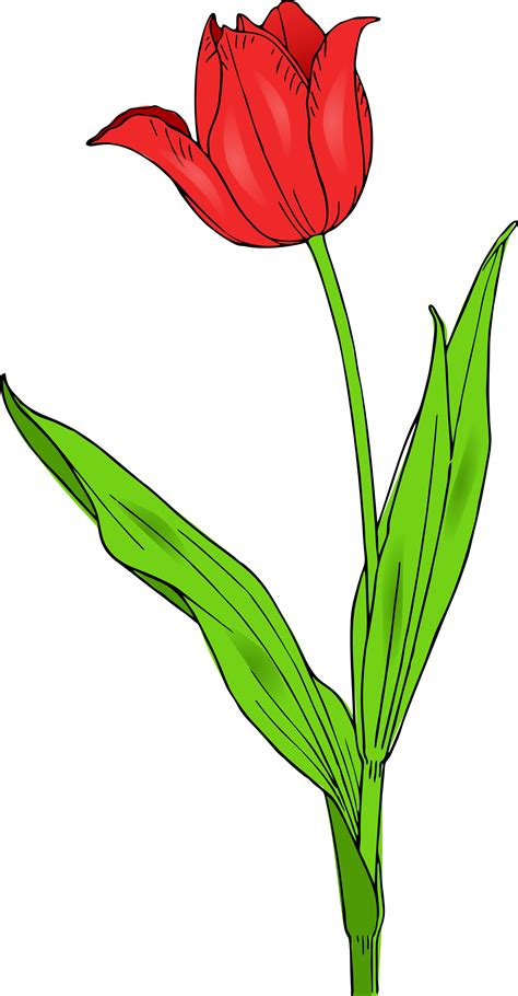 Tulip Clipart Image 2 Clipartix