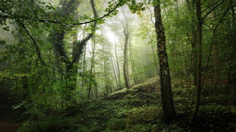 Forest With Greenery Moss Fog And Trees 4k Hd Nature Wallpapers Hd