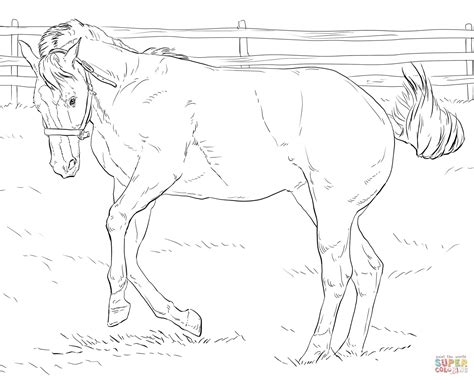 Free Printable Realistic Horse Coloring Pages At