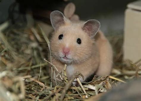 Syrian Hamster Hamsters Breeders Babys Cute Animals Pets Babies