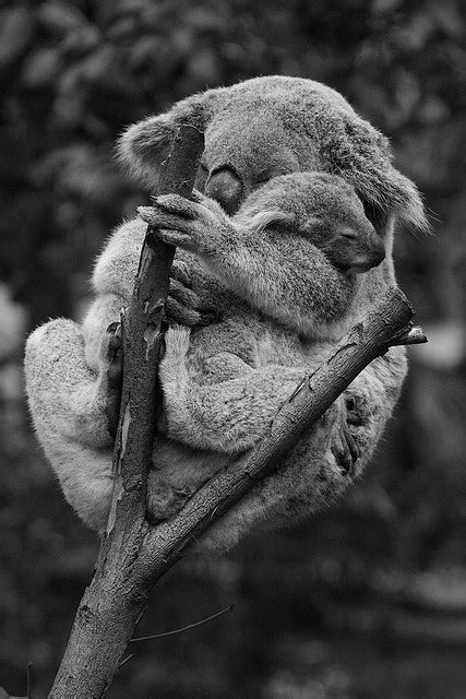 Koala Bears Sleeping