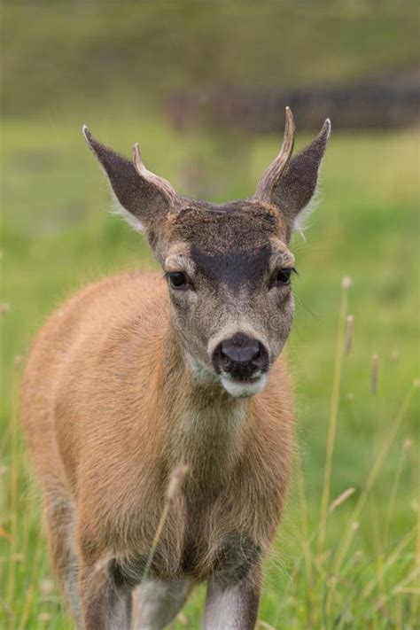 Sitka Deer Stock Photo Image Of Animals Maryland Spring 39596484