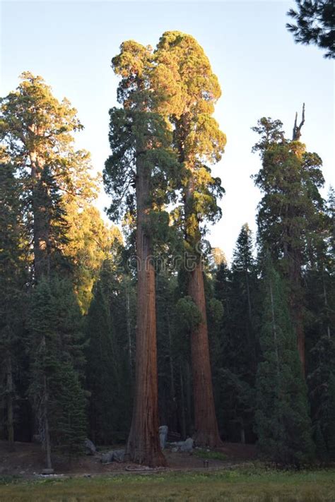Giant Sequoias In California Stock Photo Image Of Kings Fallen
