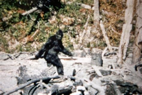 Bigfoot Belongs And Its Habitat Needs Protection The Columbian