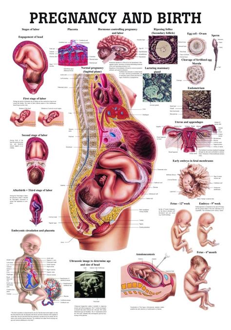 Pregnancy And Birth Anatomy