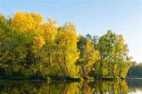 Autumn Forest On The River Bank Stock Image Image Of Lake Forest