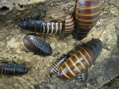 Madagascar Hissing Cockroaches Gromphadorhina Portentosa Entomology