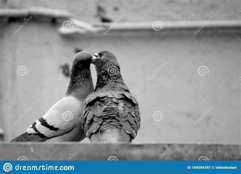 Pigeons In Love Stock Image Image Of Black Monochrome 184584397