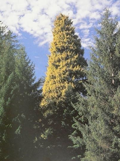 The Golden Spruce A True Story Of Myth Madness And Greed By John