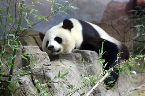 National Zoo Giant Panda The Giant Panda Ailuropoda Mel Flickr