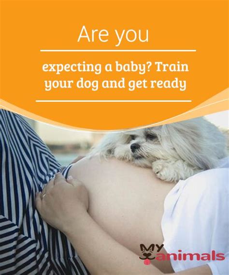 Are You Expecting A Baby Train Your Dog And Get Ready A Lot Of People