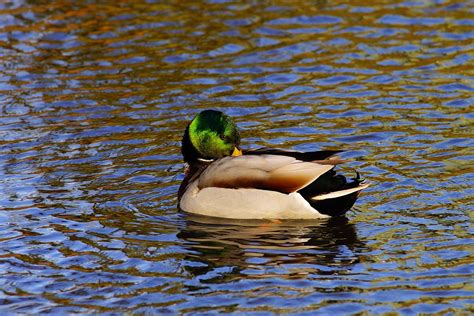 Free Images Nature Animal Pond Swim Reflection Beak Rest