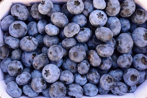 Free Images Summer Food Produce Blueberry Market Blue Healthy
