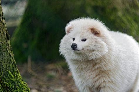A Rare White Raccoon Dog Ifttt2ipl9mv Albino Animals