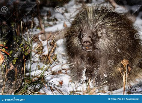 Porcupine In Wilderness Nocturnal Animal Hiding In Winter Forest