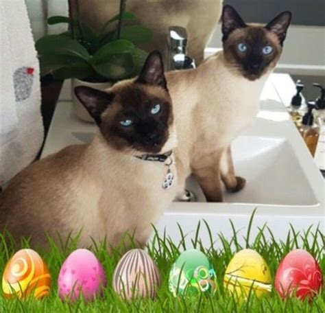 Pin By Michele Mckenzie Bobbitt On Easter Cats Easter Cats Cats Easter