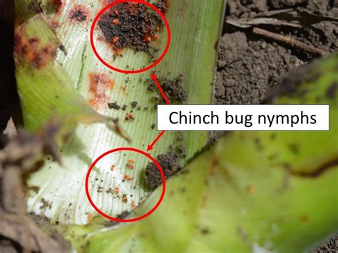 Chinch Bugs In Sorghum Extension Entomology
