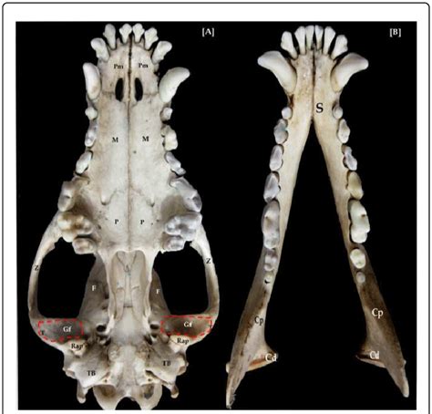 A B Photographs Of The Skull And Mandible Of Adult Dog A Ventral