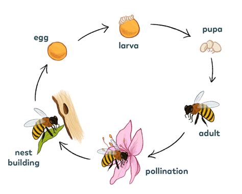 Life Cycle Pollinator Quest