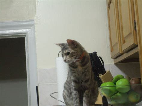 Fridge Cat My Cat On Top Of The Fridge Etan Lawok Flickr