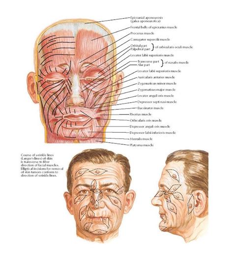 Muscles Of Facial Expression Anterior View Anatomy Epicranial