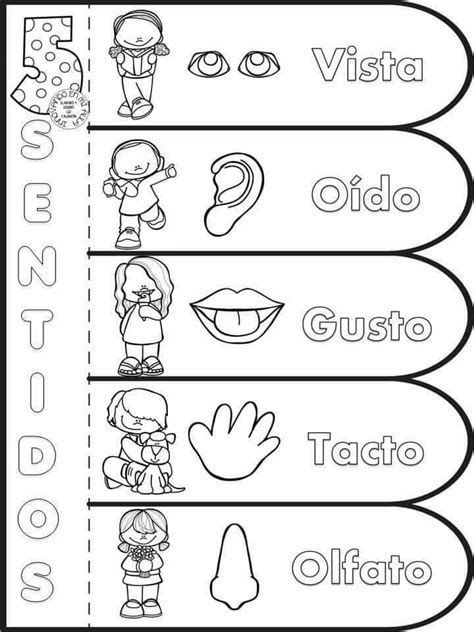 Pin De Idaly En Sentidos Los Sentidos Para Niños Los Cinco Sentidos