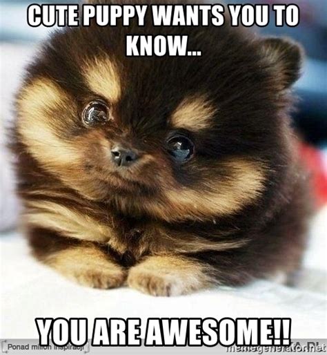 Cute Puppy Wants You To Know You Are Awesome Cute