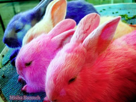 Rainbow Bunnies A Photo On Flickriver
