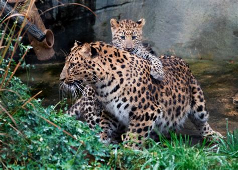 4 Month Old Amur Leopard Cub Makes Public Debut At Brookfield Zoo