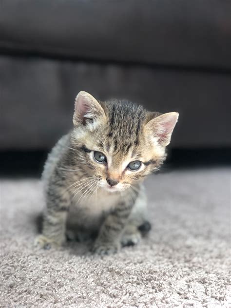 Information Regarding The Manx Cat Grey Tabby Kittens Kitten