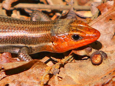 Red Headed Skink Flickr Photo Sharing