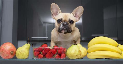 What Fruits Can Dogs Eat Harmony Animal Hospital