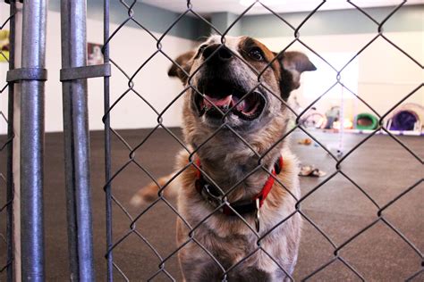 Animal Welfare and Overpopulation