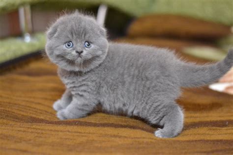 The price of scottish kitten depends very much on its breed characteristics and blood lines, and also if it is a neuter or a cat for breed. Scottish Fold Cats For Sale | North Miami Beach, FL #256615