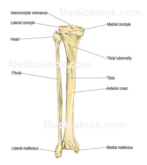 Right interosseous membrane of leg. Human Leg Bone Structure - Human Anatomy Details