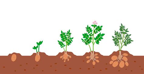 How Potatoes Grow Harvest To Table