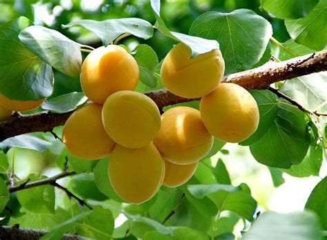28 Hardy Fruits You Can Grow In Zone 2 And 3 With Images Organic
