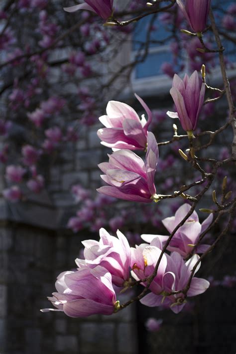 Blooming Magnolias Magnolia Blooming In The Yard At The Ep Flickr