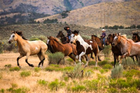 How Learning Herd Mentality Can Help You Train Your Horse Talking To