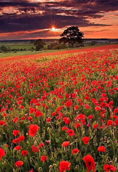 Amanecer en el campo de amapolas. | Campo de flores, Natural, Campos de