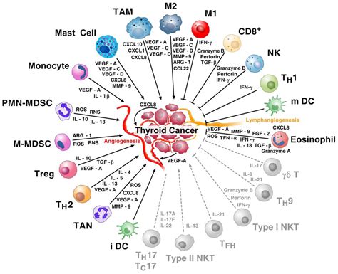 Ijms Free Full Text The Immune Landscape Of Thyroid Cancer In The