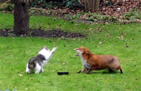 Hello, my cat recently had a fight with another cat. A bad witch's blog: A cat and fox food fight