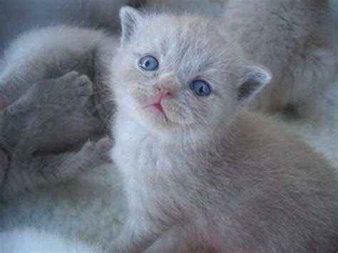 Beautiful British Shorthair Kittens And Snow Bengals For Sale For Sale