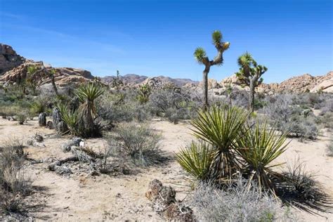 13 Best Things To See And Do In Joshua Tree National Park California