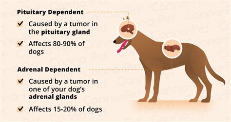 Cushings Disease In Dogs Canna Pet