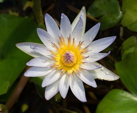 Top 7 Most Beautiful Aquatic Flowers In The World Top To Find