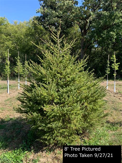 Serbian Spruce Tree Picea Omorika Goodmark Nurseries