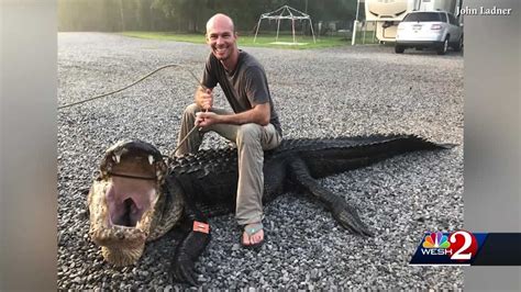 Hunters Capture Massive Alligator In Marsh Area