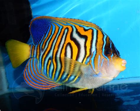 Captive Bred Regal Angelfish Breakthrough By Bali Aquarich Reef