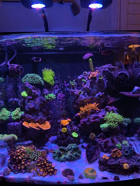 This Is My Reef Tank Im New Here Raquariums